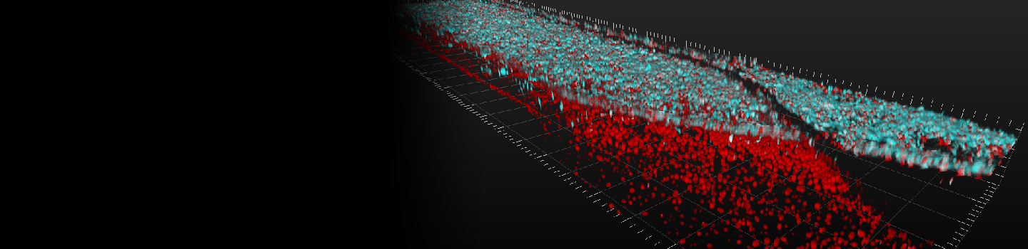 Layers of spinal cord motor nerve cells (top, in blue) and blood vessel cells (bottom, in red) are shown interacting on a tissue chip, a 3-D platform that supports living tissue and cells.